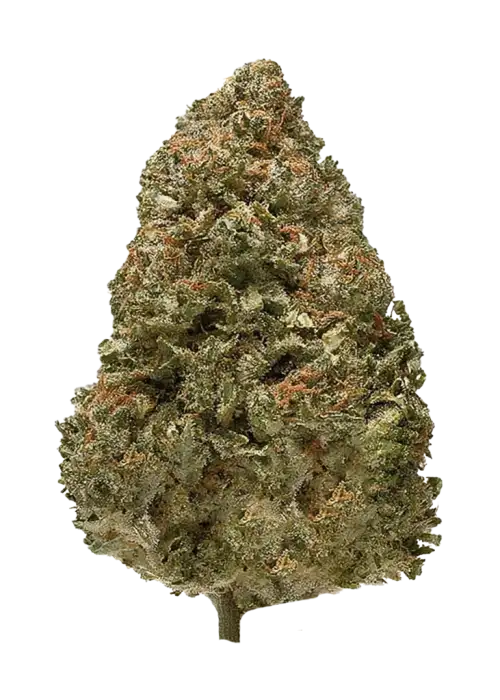 Hindu Skunk, toprak kokulu ve meyvemsi aromalarıyla öne çıkan indica dominant bir türdür. Stresi azaltan etkileriyle bilinir. Genetik yapısını keşfedin.