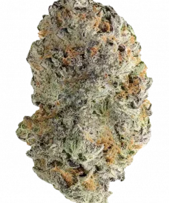 Hindu Z 2.0, tropikal şeker aroması ve rahatlatıcı etkisiyle öne çıkan dengeli bir hibrit türdür. Yüksek verim potansiyelini keşfedin ve faydalarını görüntüleyin.