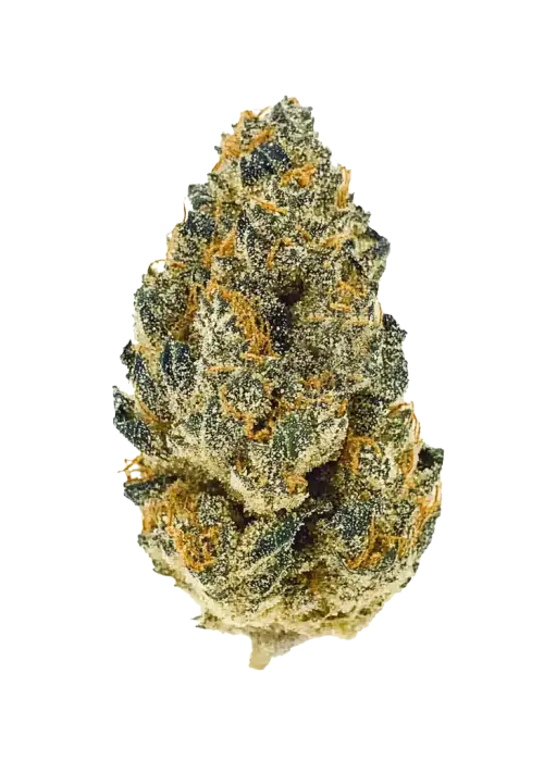 Hippie Crasher, tatlı meyve aromaları ve yüksek THC içeriğiyle bilinen Indica dominant bir türdür. Derin rahatlama ve mutluluk için hemen keşfedin.