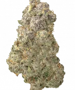 Hippieberry, meyvemsi aroması ve enerjik etkileriyle öne çıkan sativa baskın bir türdür. Yorgunluk ve stresi azaltmaya yardımcı olabilir. Özelliklerini keşfedin.