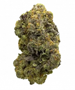 Hippo High, mango-ananas aromalı ve yüksek THC'li Sativa baskın türdür. Yaratıcılığı artıran etkileriyle öne çıkar. Genetik yapısını ve faydalarını keşfedin.