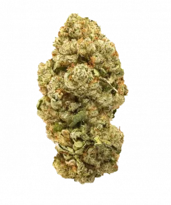 Hollow Bones, sert yakıtımsı aroması ve THC içeriğiyle öne çıkan dengeli bir hibrit türdür. Derin rahatlama ve sedasyon için genetik yapısını keşfedin.