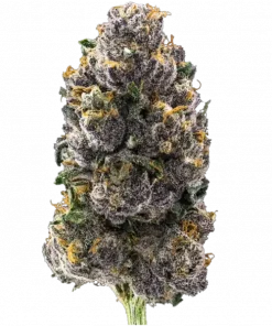 Hollywood, yakıtımsı aroması ve yüksek THC içeriğiyle öne çıkan dengeli bir hibrit türdür. Yaratıcılığı tetikleyen bu türün genetik yapısını keşfedin.