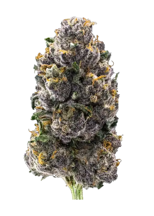 Hollywood, yakıtımsı aroması ve yüksek THC içeriğiyle öne çıkan dengeli bir hibrit türdür. Yaratıcılığı tetikleyen bu türün genetik yapısını keşfedin.