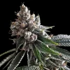 Holy Grail Kush Feminized Esrar Tohumu (DNA Genetics)