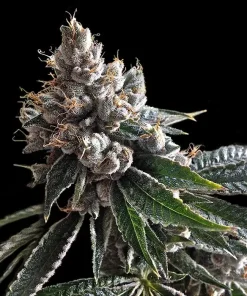 Holy Grail Kush Feminized Esrar Tohumu (DNA Genetics)