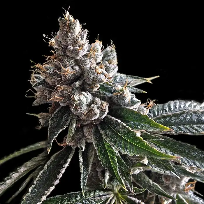 Holy Grail Kush Feminized Esrar Tohumu (DNA Genetics)