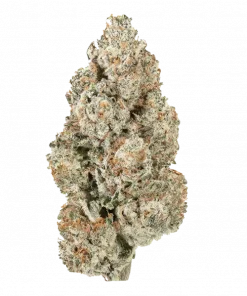 Holy Snow, tatlı limon ve ananas aromalarıyla öne çıkan Sativa baskın bir türdür. Yaratıcılığı artıran bu türün genetik yapısını keşfedin ve etkilerini görüntüleyin.