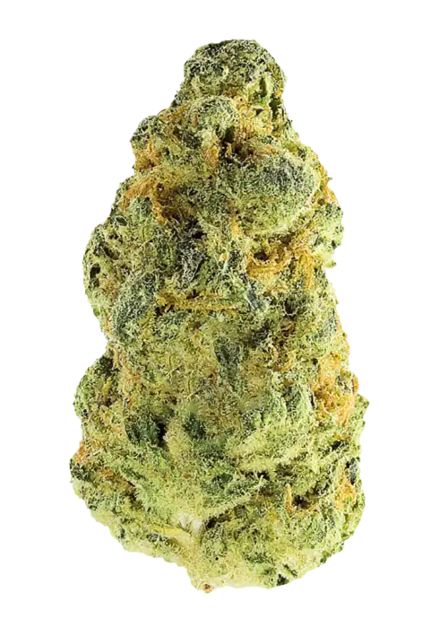 Honey Banana Sundae, muzlu tatlı aroması ve dengeli etkisiyle öne çıkan bir hibrit türdür. Yüksek verimli ve reçine dolu yapısıyla dikkat çeker. Özelliklerini keşfedin.