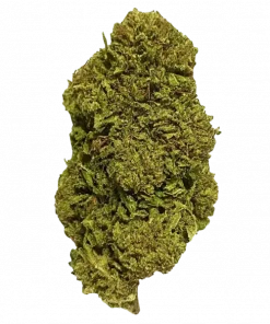 Honey Banana Zuava, tropikal aroması ve 'lük THC oranıyla öne çıkan Indica baskın bir türdür. Yoğun öfori ve rahatlama etkilerini keşfedin.