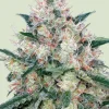 Honey Cream (Royal Caramel) Feminized Esrar Tohumu (Royal Queen Seeds)