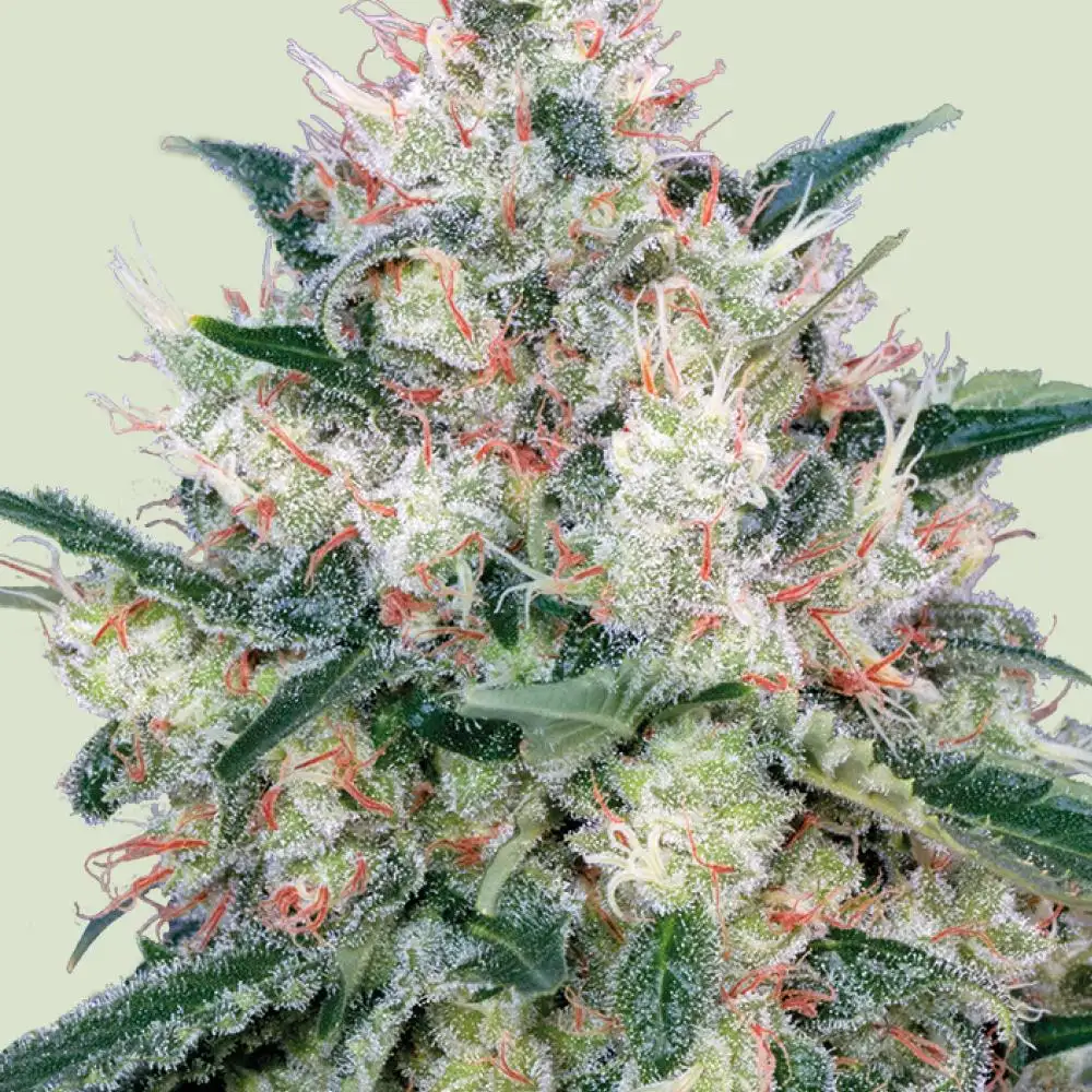 Honey Cream (Royal Caramel) Feminized Esrar Tohumu (Royal Queen Seeds)