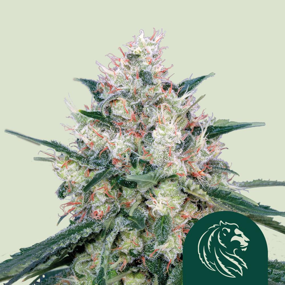 Honey Cream (Royal Caramel) Feminized Esrar Tohumu (Royal Queen Seeds)