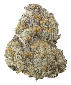 Honey Fresca, tatlı muz ve kavun aromalarıyla öne çıkan dengeli bir hibrit türdür. Yaratıcılığı teşvik eden bu özel türü hemen keşfedin.