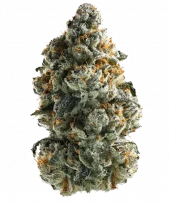 Honey Mints, bal ve çiçek notalarıyla öne çıkan dengeli bir hibrit türdür. Yüksek THC içeriğiyle yaratıcılığı artırır ve rahatlama sağlar. Hemen keşfedin.