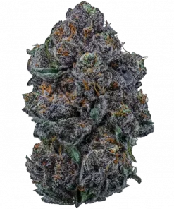 Honeycomb Pavé, bal aromaları ve yüksek THC içeriğiyle öne çıkan indica baskın bir türdür. Eşsiz genetik yapısını ve potansiyel faydalarını keşfedin.