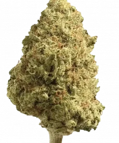 Doja's Honeydew, tatlı kavun aroması ve yüksek THC içeriğiyle öne çıkan bir Indica hibritidir. Zkittlez genetiğiyle eşsiz lezzetini keşfedin ve etkilerini görüntüleyin.