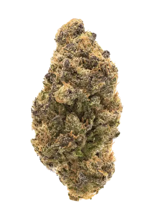 Hanımeli, bal aroması ve yüksek THC içeriğiyle bilinen dengeli bir hibrit türdür. Öforik etkileri ve tatlı aromasını keşfedin.