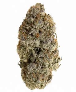 Hooch, toprak tonları ve rahatlatıcı etkisiyle öne çıkan Indica dominant bir türdür. Yüksek verim potansiyelini keşfedin ve genetik yapısını görüntüleyin.