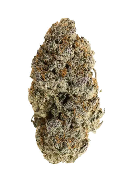 Hooch, toprak tonları ve rahatlatıcı etkisiyle öne çıkan Indica dominant bir türdür. Yüksek verim potansiyelini keşfedin ve genetik yapısını görüntüleyin.