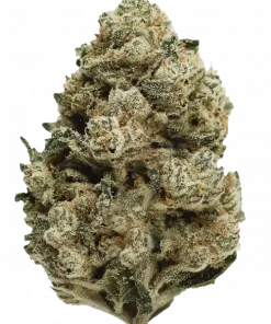 Horchata, vanilya aroması ve yüksek THC içeriğiyle öne çıkan dengeli bir hibrit türdür. Rahatlatıcı ve canlandırıcı etkilerini keşfetmek için hemen görüntüleyin.
