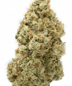 Hot Habanero, keskin narenciye ve baharat aromalarıyla öne çıkan dengeli bir hibrit türdür. Yaratıcılığı artıran bu türün genetik yapısını keşfedin.