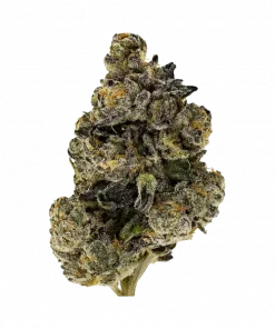 Hot Stuff, yakıtımsı ve narenciye aromalarıyla öne çıkan dengeli bir hibrit türdür. Yüksek THC içeriğiyle dikkat çeken bu türün genetik yapısını keşfedin.