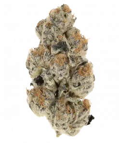 Hot Tropic, yakıtımsı ve limon aromalarıyla öne çıkan Sativa baskın bir türdür. Yüksek THC içeriğiyle zihinsel canlılık sunar. Genetik yapısını keşfedin.