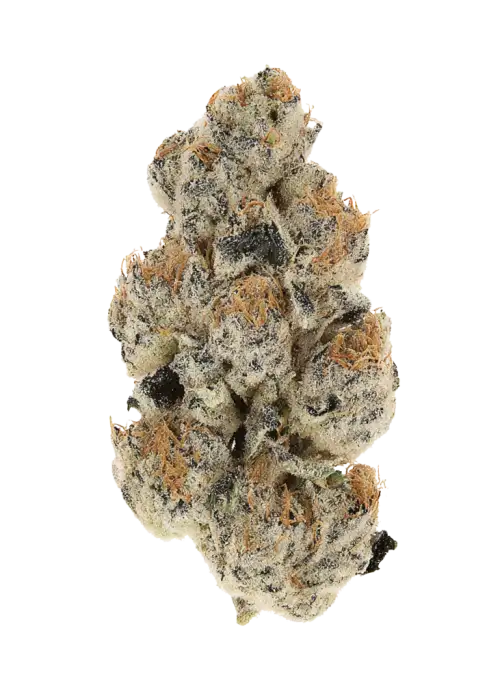 Hot Tropic, yakıtımsı ve limon aromalarıyla öne çıkan Sativa baskın bir türdür. Yüksek THC içeriğiyle zihinsel canlılık sunar. Genetik yapısını keşfedin.