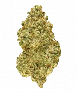 Hotlanta, sert aroması, yüksek THC içeriği ve dengeli genetiğiyle öne çıkan bir hibrit türdür. Enerji ve rahatlama etkilerini keşfedin, detayları görüntüleyin.