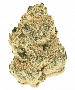 Hubba Bubba Kush, tatlı kayısı ve sakız aromalarıyla öne çıkan indica baskın bir türdür. Rahatlatıcı etkileriyle sosyal anksiyeteye iyi gelir. Özelliklerini keşfedin.