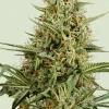 Hulkberry Auto Fem Esrar Tohumu (Royal Queen Seeds)