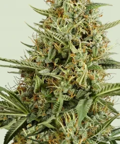 Hulkberry Auto Fem Esrar Tohumu (Royal Queen Seeds)