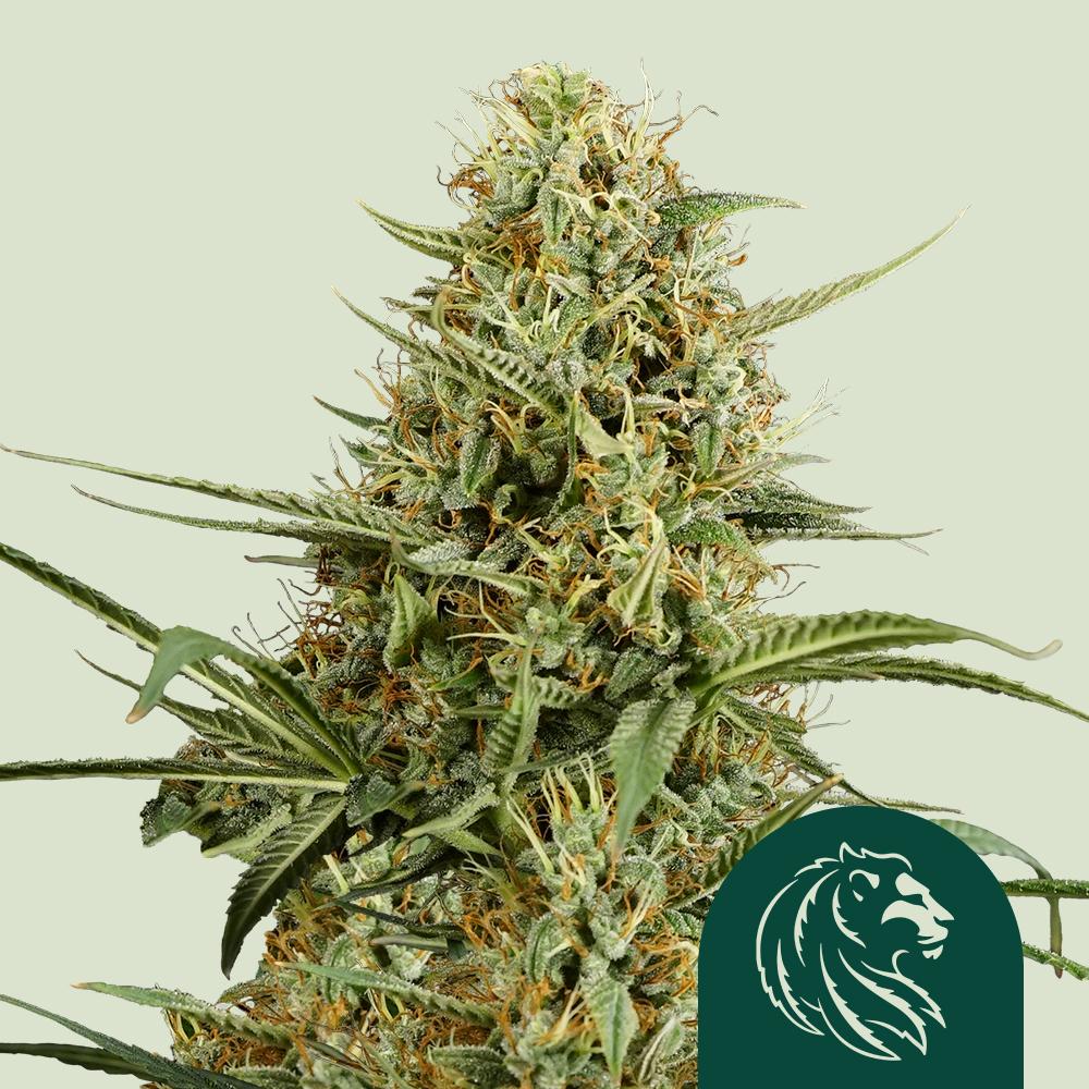 Hulkberry Auto Fem Esrar Tohumu (Royal Queen Seeds)