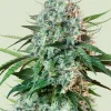 Hulkberry Feminized Esrar Tohumu (Royal Queen Seeds)