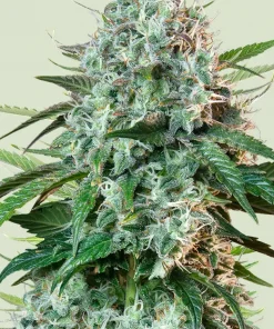 Hulkberry Feminized Esrar Tohumu (Royal Queen Seeds)