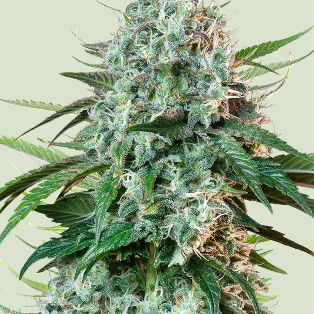 Hulkberry Feminized Esrar Tohumu (Royal Queen Seeds)