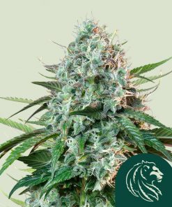 Hulkberry Feminized Esrar Tohumu (Royal Queen Seeds)