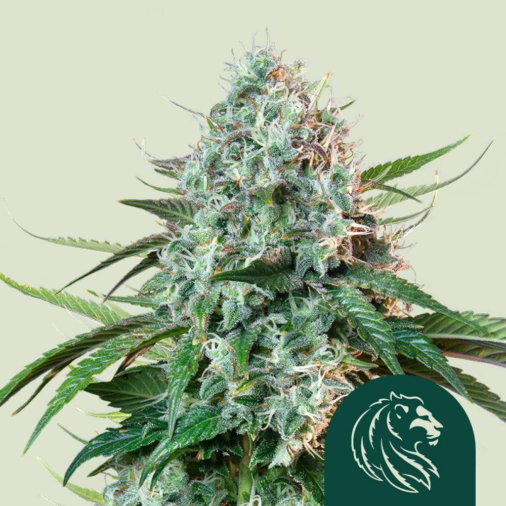 Hulkberry Feminized Esrar Tohumu (Royal Queen Seeds)