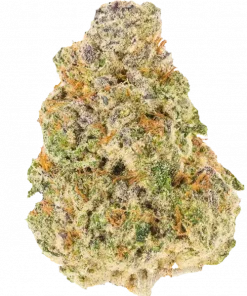 Humboldt Headband, benzin kokulu aroması ve yüksek THC içeriğiyle bilinen güçlü bir hibrit türdür. Zihinsel etkilerini ve genetik yapısını keşfedin.