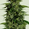 Hyperion F1 Auto Fem Esrar Tohumu (Royal Queen Seeds)