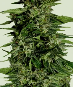 Hyperion F1 Auto Fem Esrar Tohumu (Royal Queen Seeds)