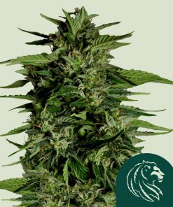 Hyperion F1 Auto Fem Esrar Tohumu (Royal Queen Seeds)