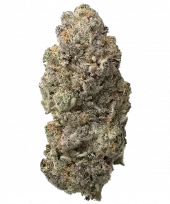 Hipotermi, sert yakıtımsı aroması ve öforik etkileriyle bilinen dengeli bir hibrit türdür. Stres ve ağrı için potansiyel faydalarını keşfedin. Hemen görüntüleyin.