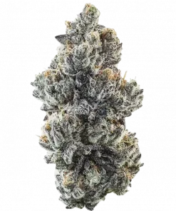 Ice Cold, sert yakıtımsı aroması ve rahatlatıcı etkisiyle bilinen Indica baskın bir türdür. Bağımlılık yaratan lezzetini ve genetik yapısını keşfedin.