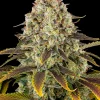 Ice Cream Cake Feminized Esrar Tohumu (Barney's Farm)