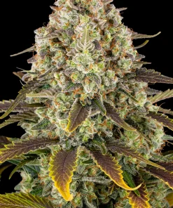 Ice Cream Cake Feminized Esrar Tohumu (Barney's Farm)