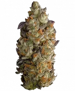 Ice Cream Haze, tropikal aromaları ve yüksek verimiyle öne çıkan dengeli bir hibrit türdür. Mutluluk ve rahatlama sunan bu türün genetik yapısını keşfedin.