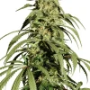 Ice Cream Haze Feminized Esrar Tohumu (Dutch Passion)