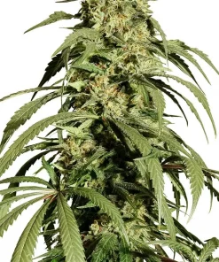Ice Cream Haze Feminized Esrar Tohumu (Dutch Passion)